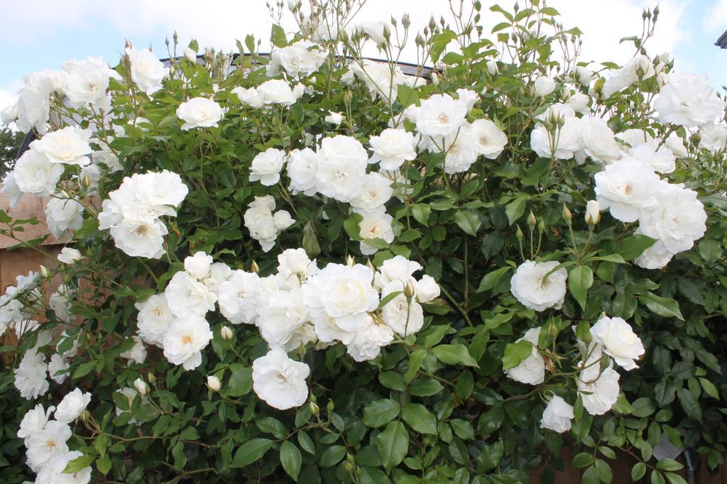 Aroha Riccarton Bed And Breakfast Christchurch Buitenkant foto